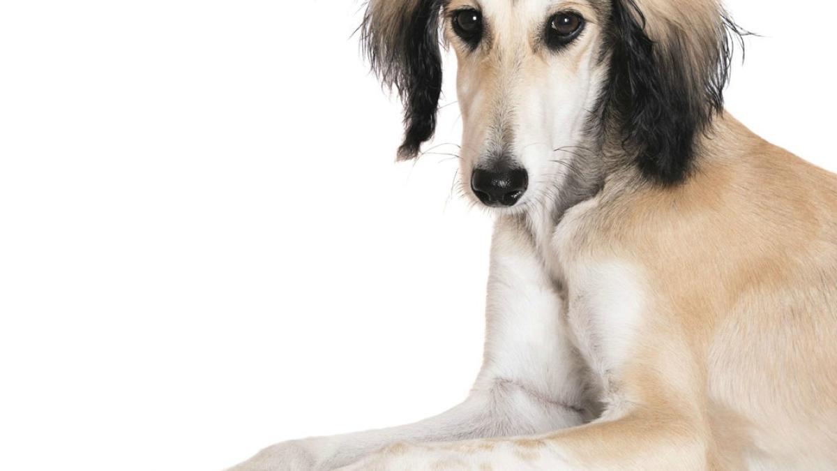 Где бы я ни заснул saluki. Салуки 2022. Saluki Возраст. Saluki 104. Салюки анатомия.